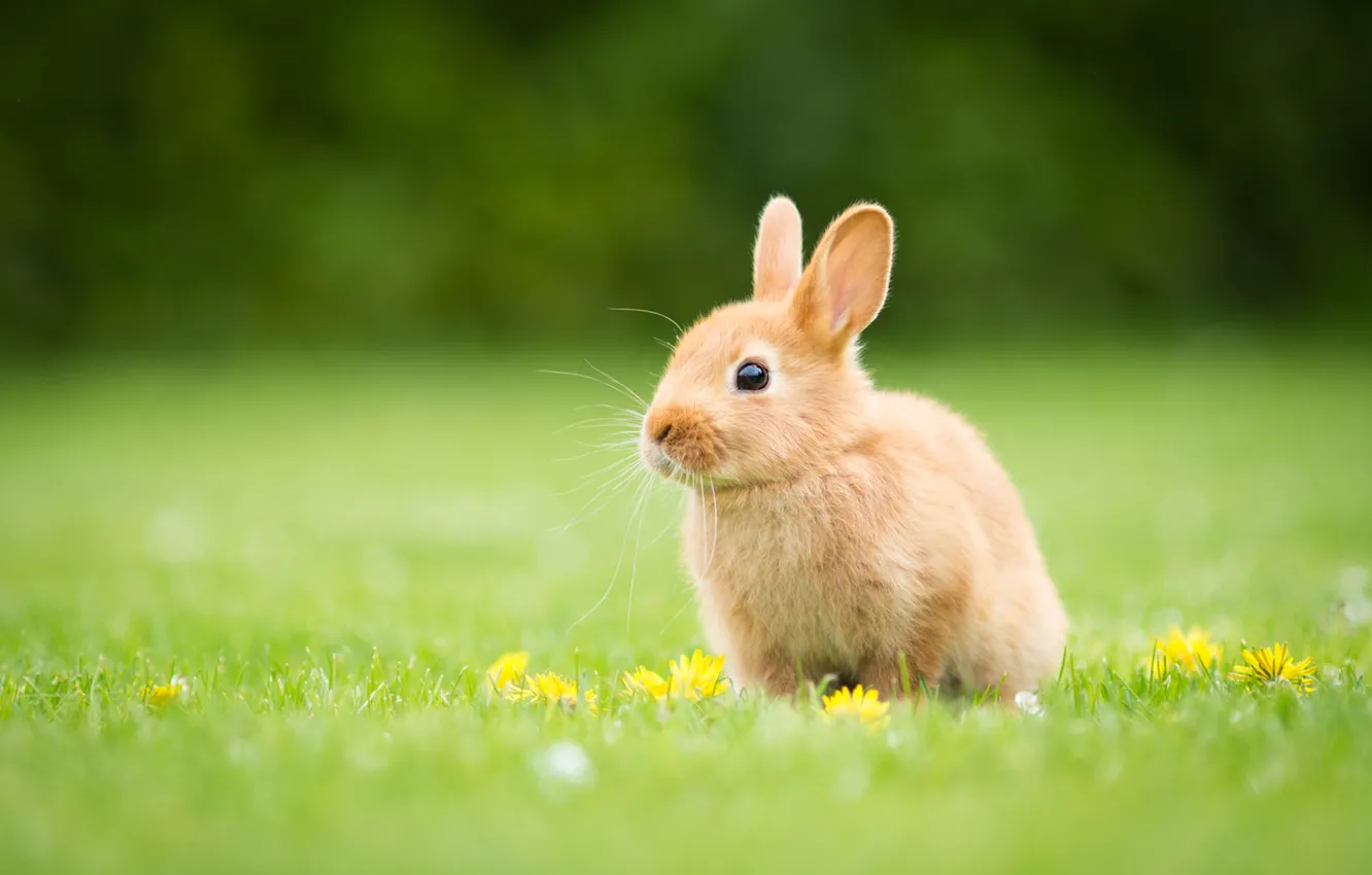 Фото обои трава, поляна, желтые, кролик, малыш, рыжий, цветочки, зайчик