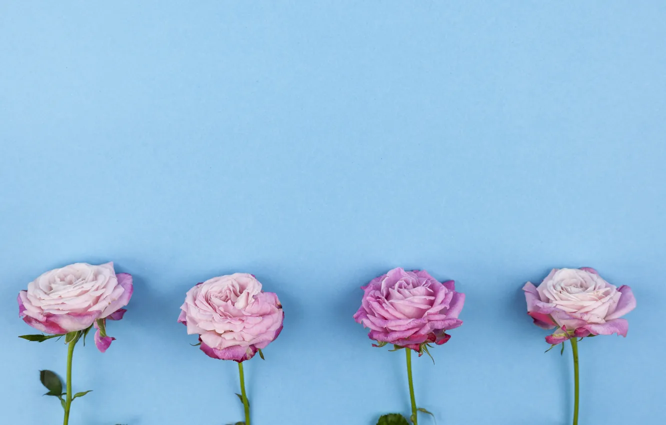 Фото обои цветы, розы, розовые, pink, flowers, beautiful, голубой фон, roses