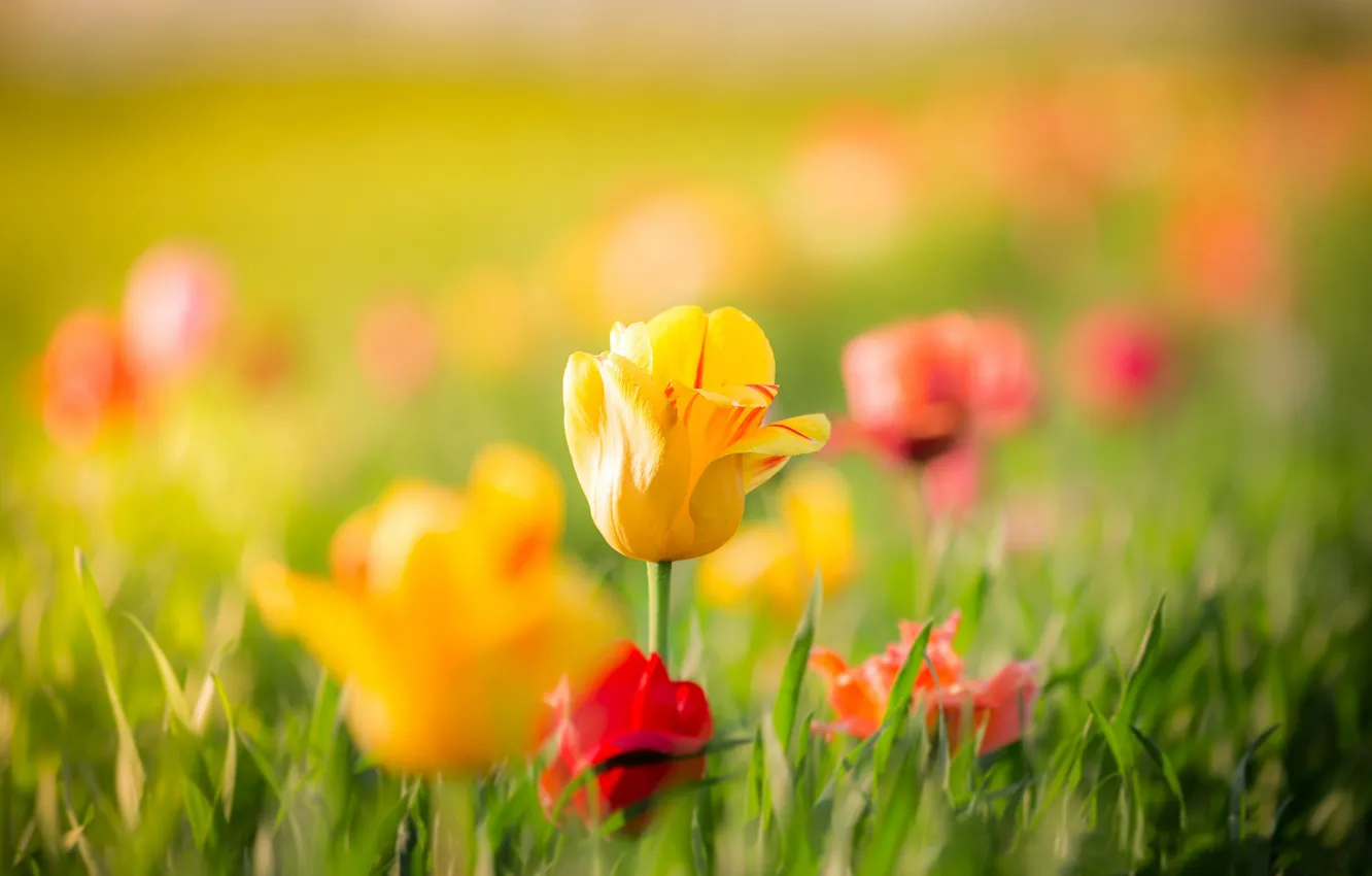 Фото обои листья, цветы, весна, желтые, Тюльпаны, красные, бутоны, боке