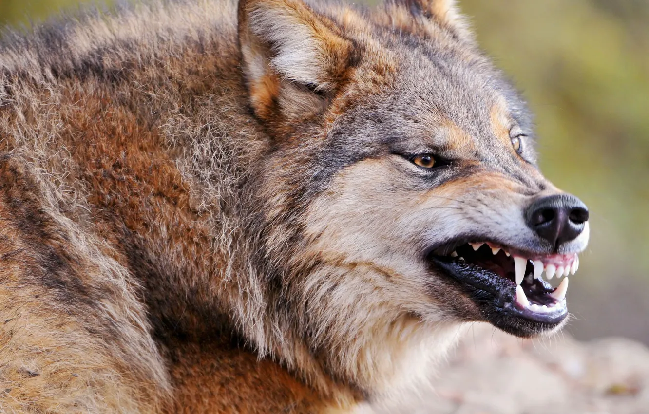 Фото обои злость, волк, хищник, клыки, оскал, зверь, санитар
