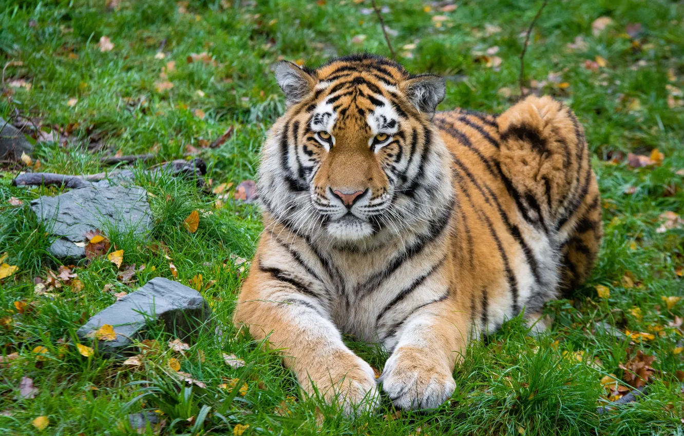 Фото обои кошка, хищник, Амурский тигр