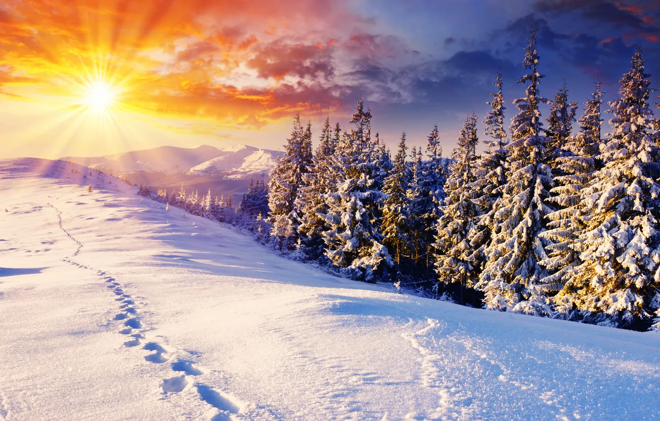 Фото обои зима, солнце, снег, деревья, следы, природа, дерево, пейзажи