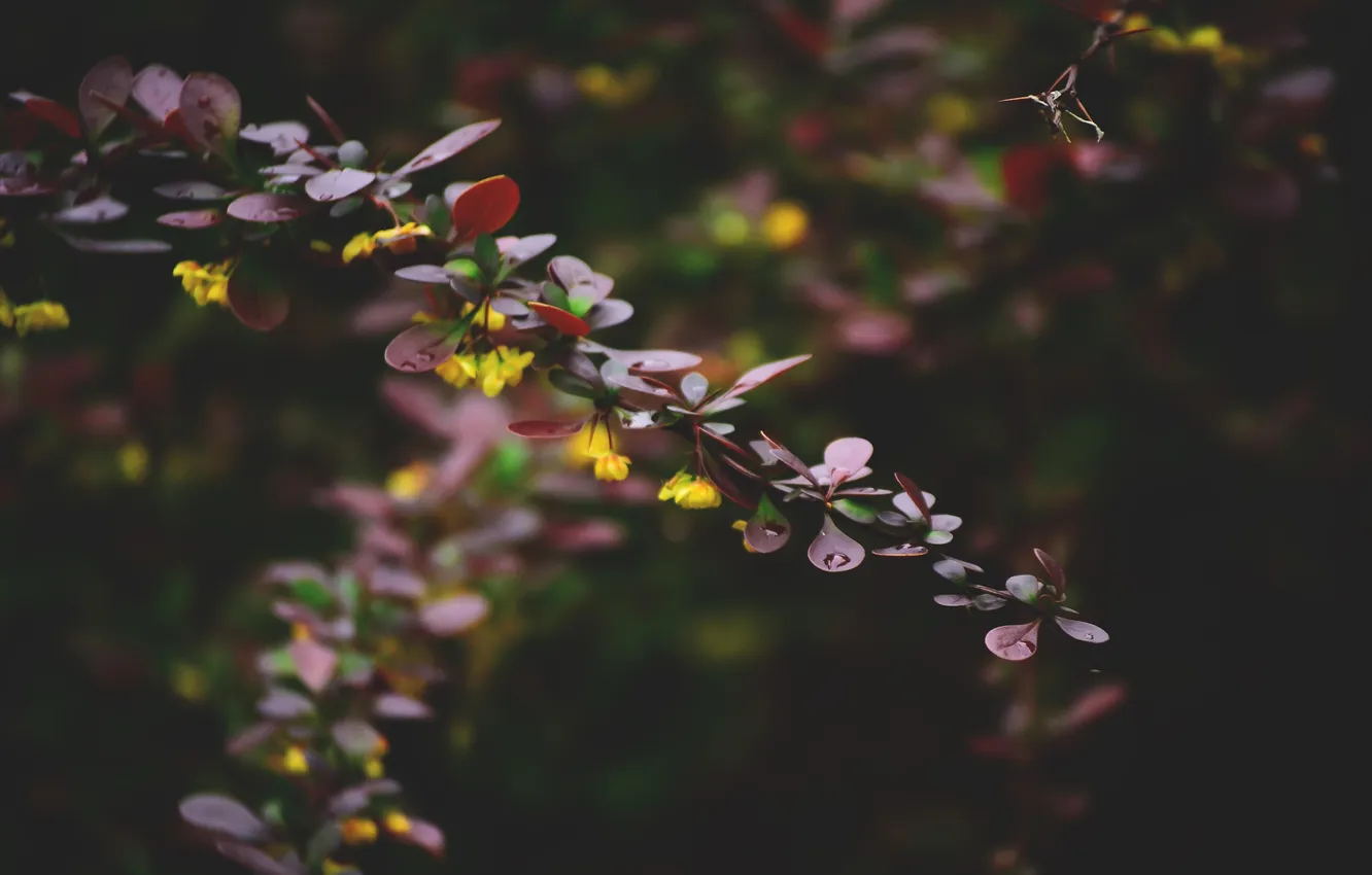 Фото обои листья, капли, ветки, растение