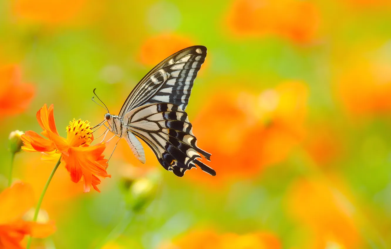 Фото обои butterfly, insect, field of flowers