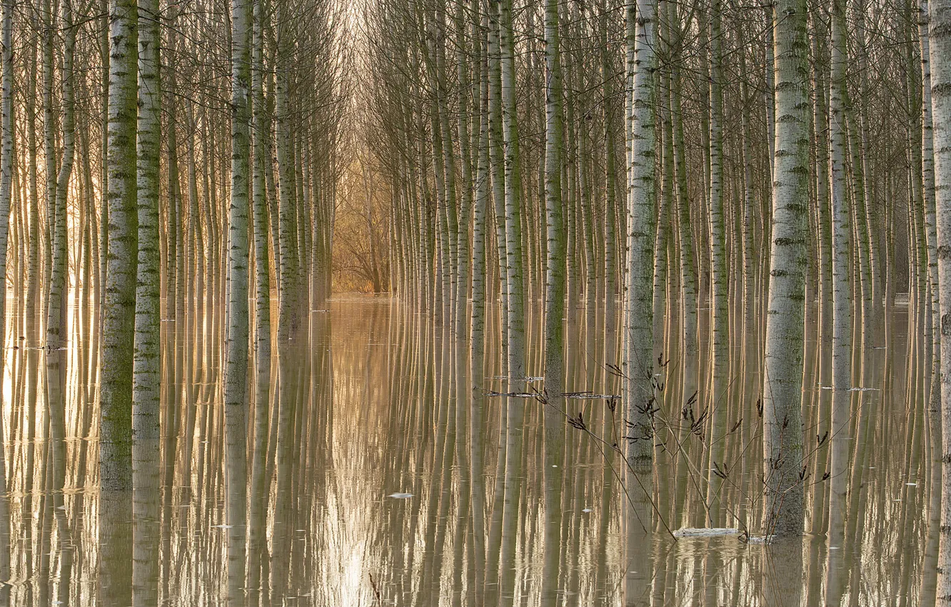 Фото обои вода, деревья, отражение, Ноябрь