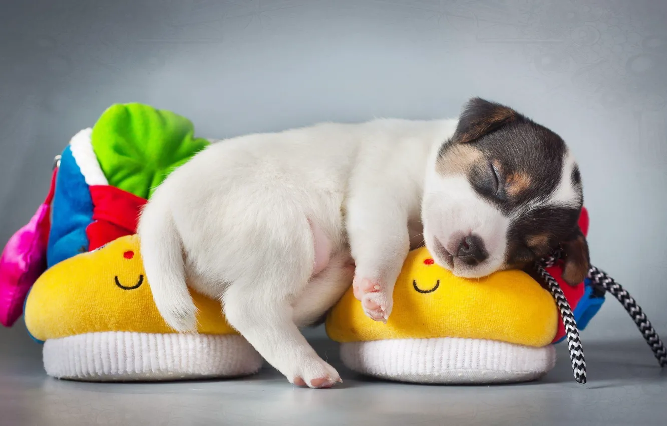 Фото обои Dog, puppy, animal, cute, sleeping, slippers