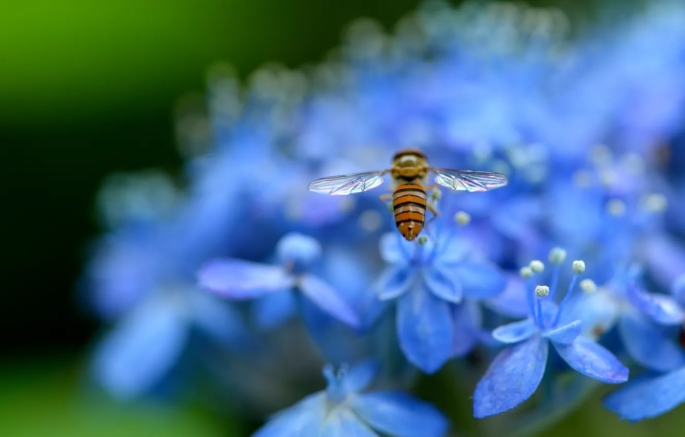 Фото обои макро, цветы, природа, лепестки, размытость, голубые, насекомое, Гортензия