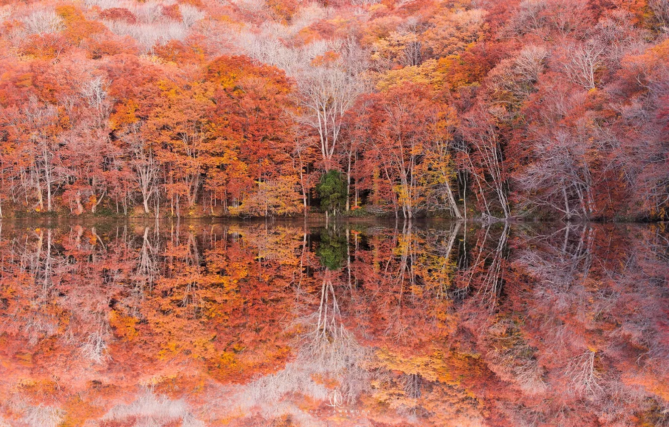 Фото обои осень, деревья, отражение, листва, photographer, Kenji Yamamura, Lake Tsuta