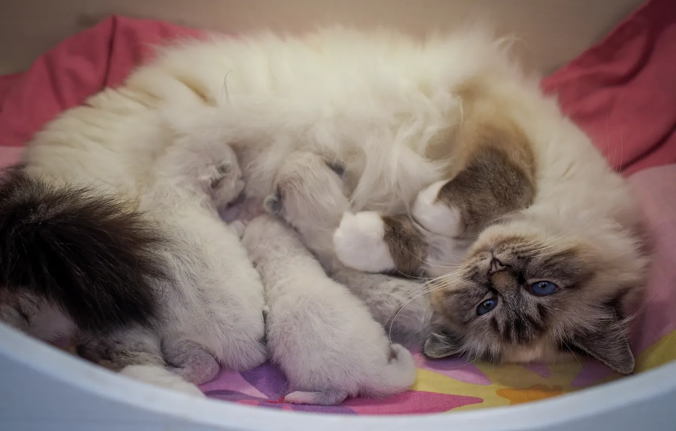 Фото обои кошка, взгляд, кошки, поза, уют, лапки, котята, ткань