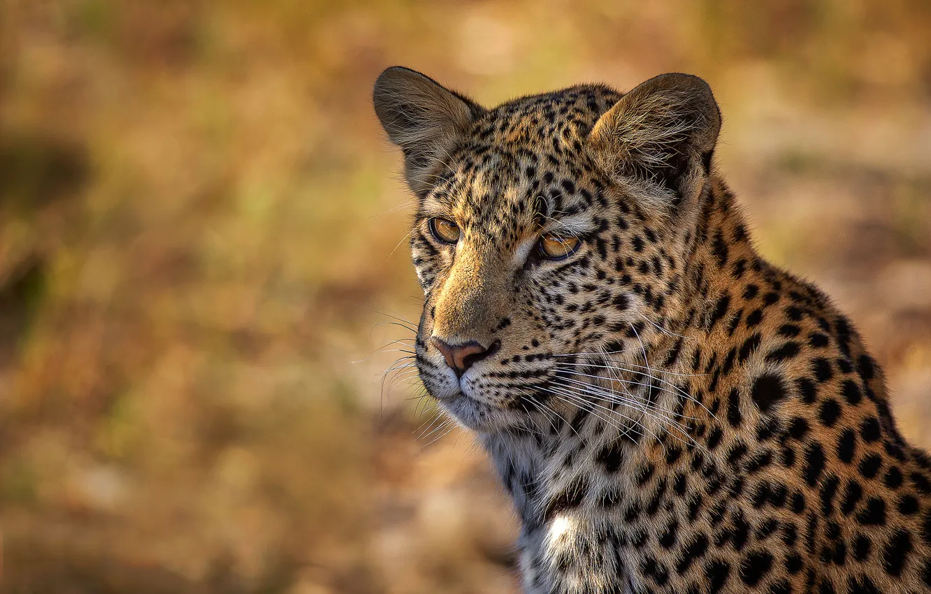 Фото обои взгляд, морда, портрет, леопард