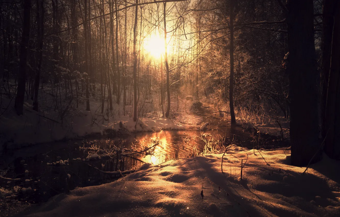 Фото обои зима, лес, свет