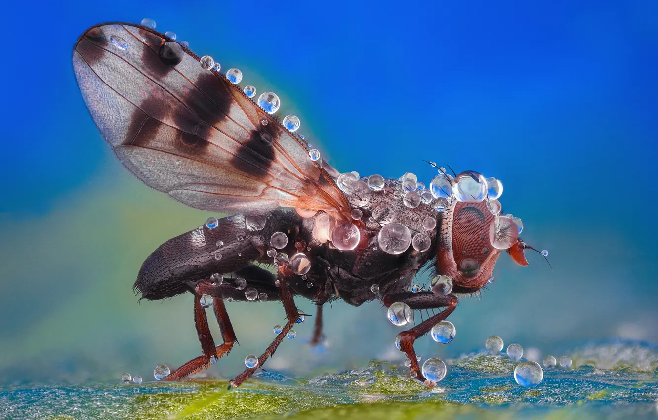 Фото обои вода, капли, макро, муха, насекомое, крылышки, синий фон, боке