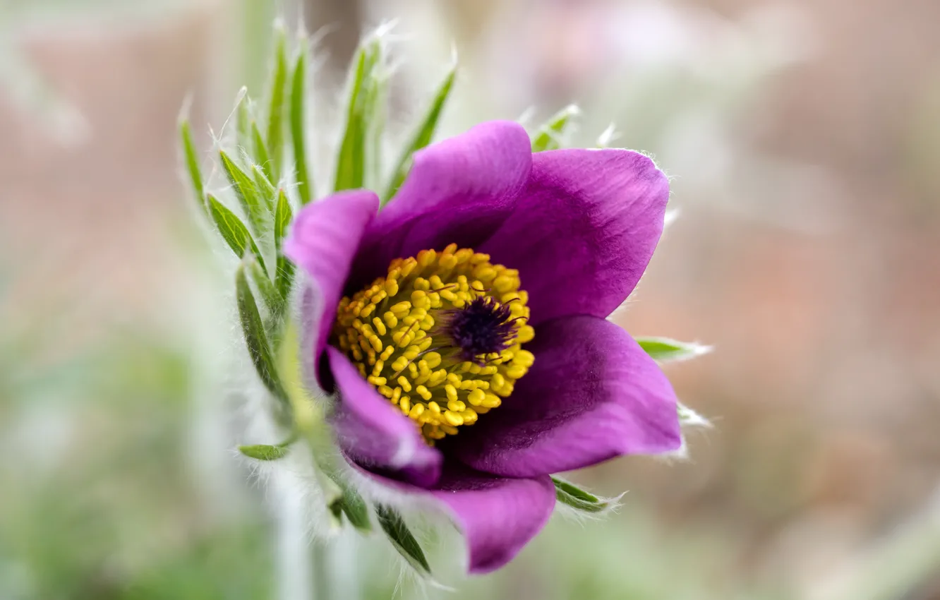 Фото обои макро, сон-трава, прострел