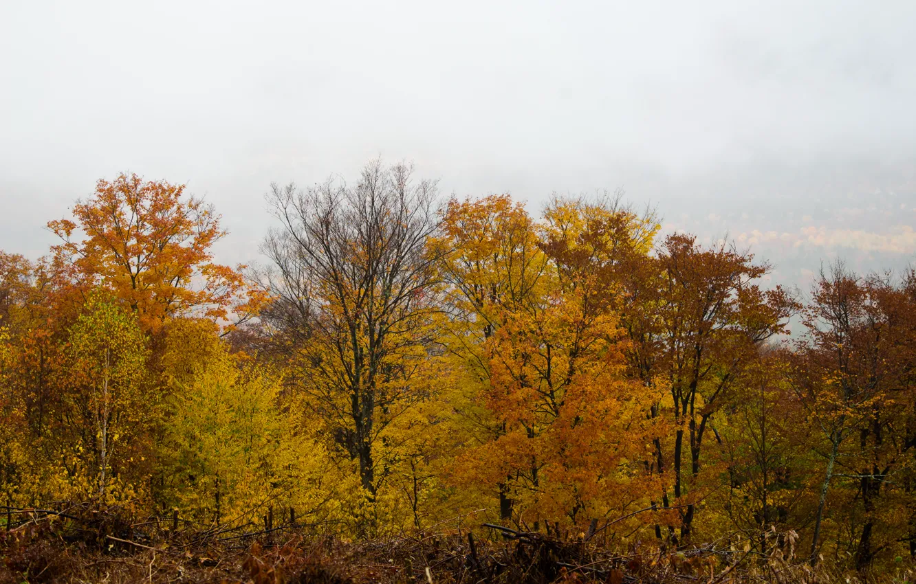 Фото обои осень, деревья, Nature, trees, autumn, fall