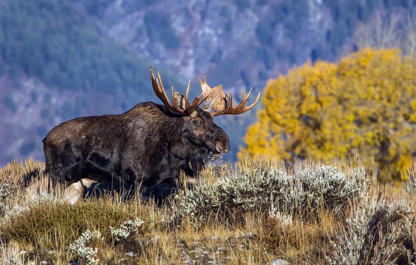 Фото обои Wyoming, Grand Teton National Park, North American Moose