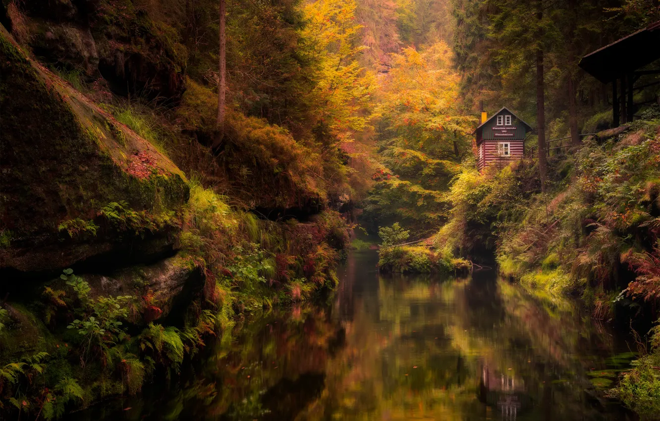 Фото обои лес, природа, дом, Польша, речушка, Robert Kropacz