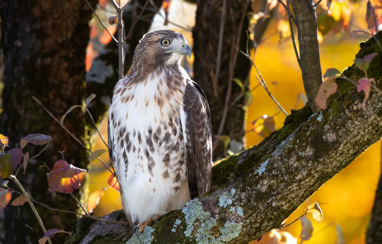 Фото обои осень, природа, птица, Red-Tailed Hawk