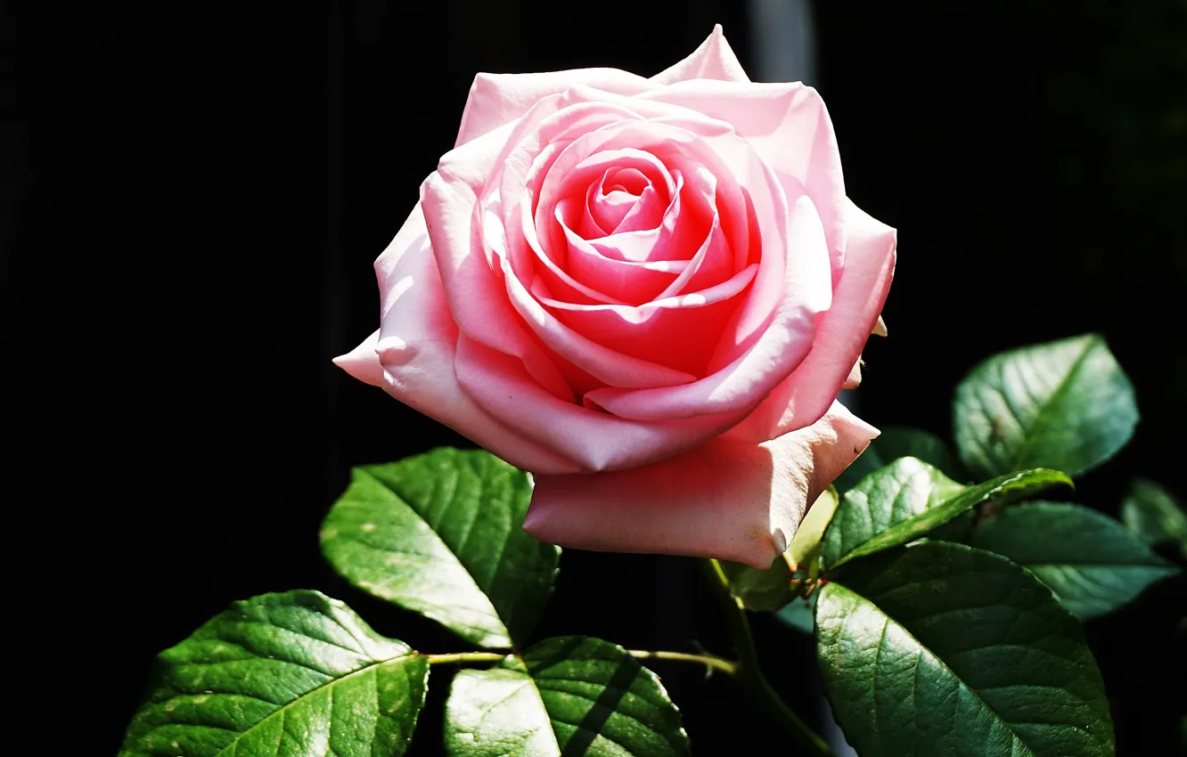 Фото обои цветок, листья, свет, розовая, роза, черный фон