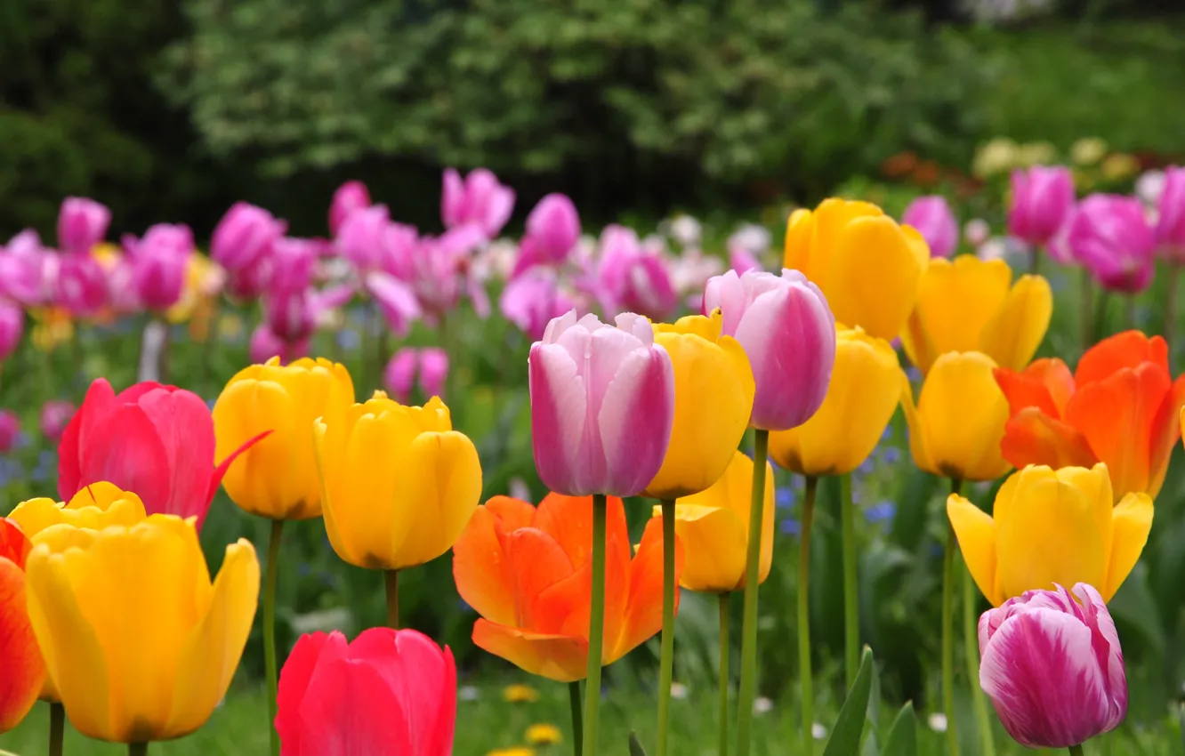 Фото обои поле, colors, весна, тюльпаны, field, spring, Tulips