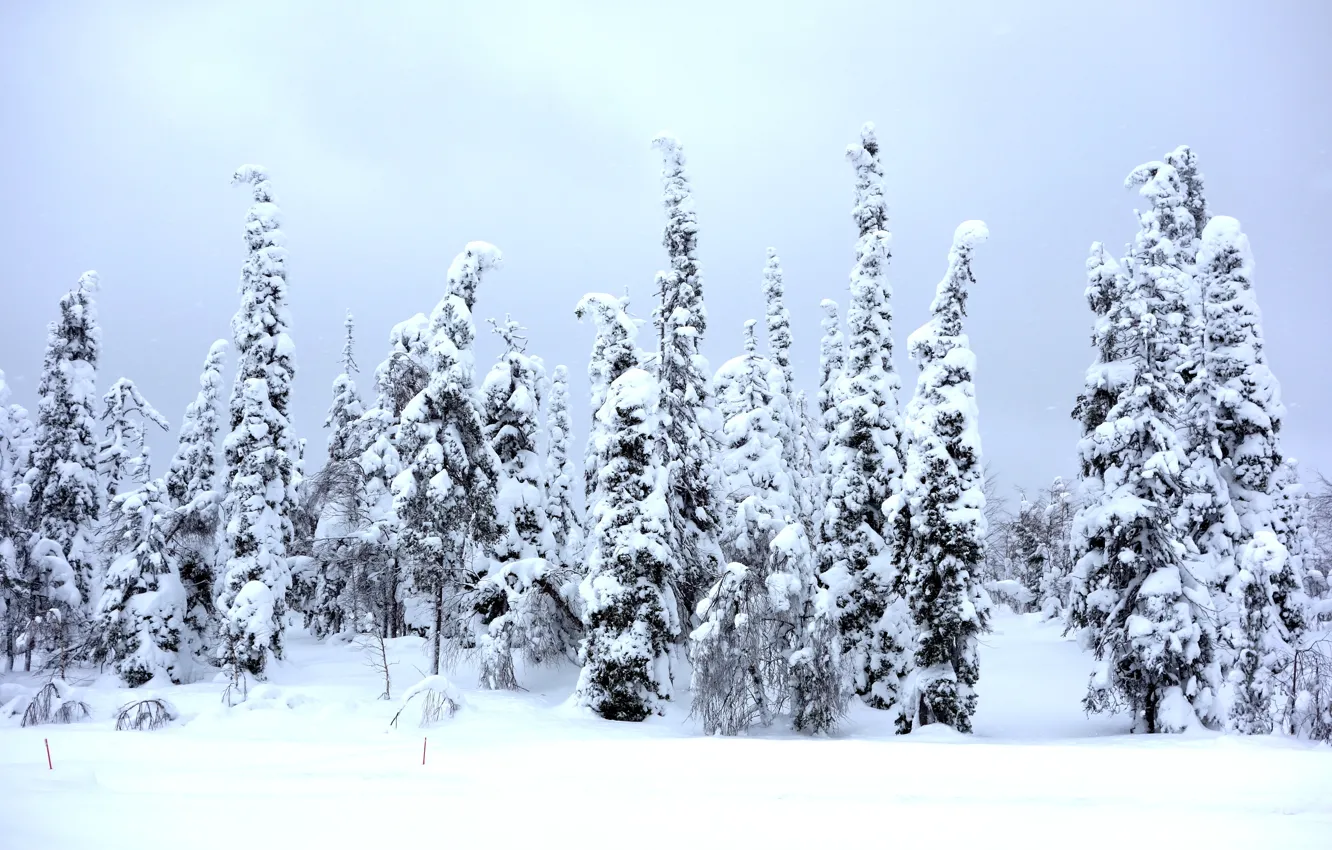 Фото обои зима, лес, небо, снег, деревья, ветки, природа, в снегу