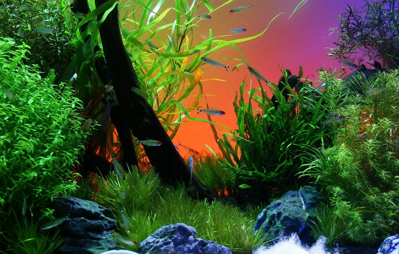 Фото обои рыбки, рыбы, аквариум, растения