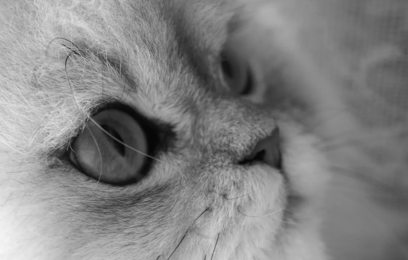Фото обои усы, взгляд, кошак