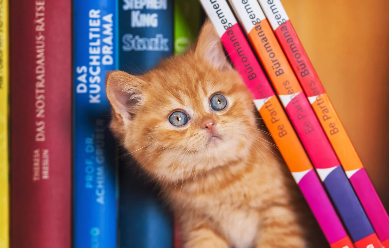 Фото обои кошка, взгляд, милая, книга, рыжая, котёнок, голубые глаза, мордашка
