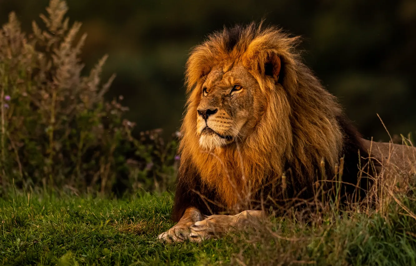 Фото обои трава, лев, царь зверей, дикая кошка