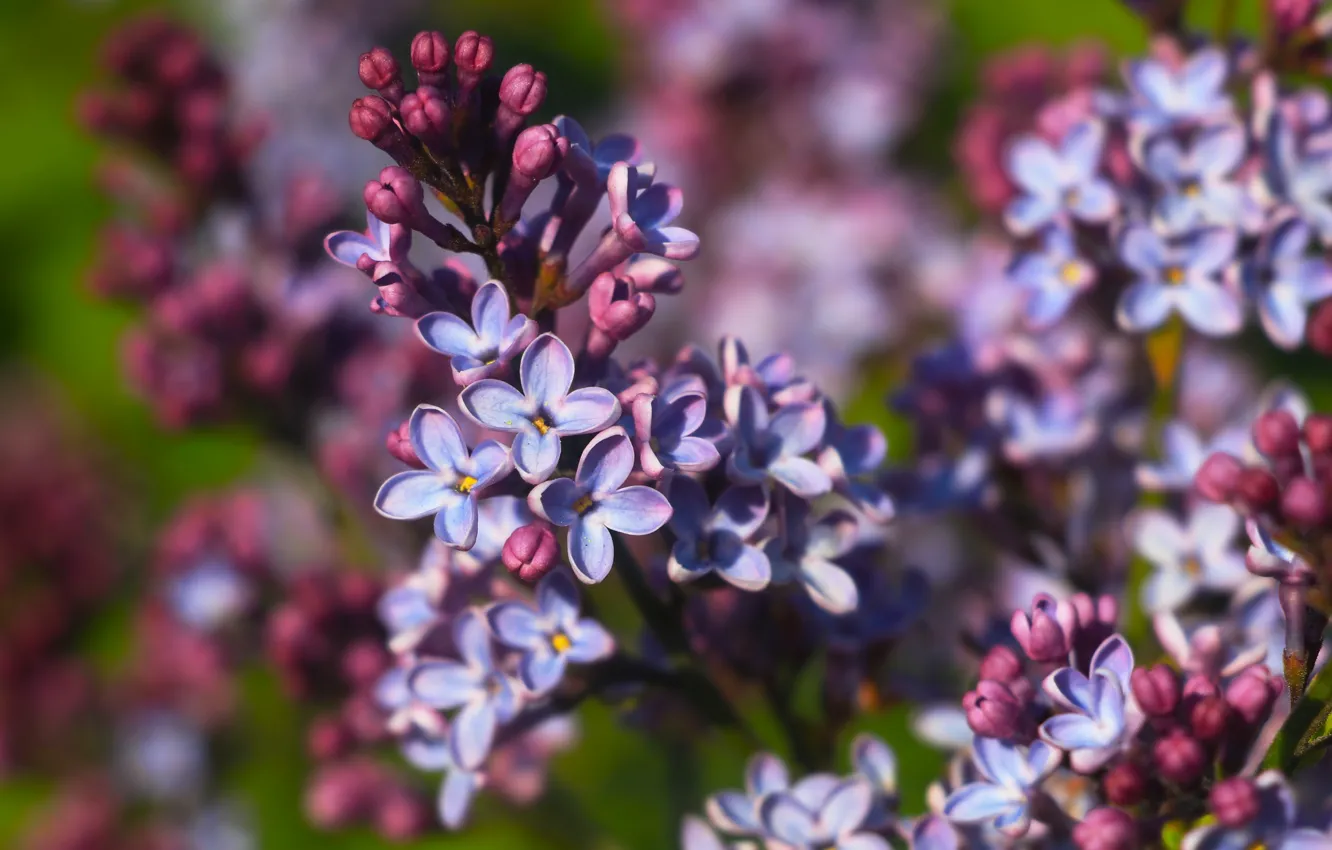 Фото обои flower, spring, lilac, blooming