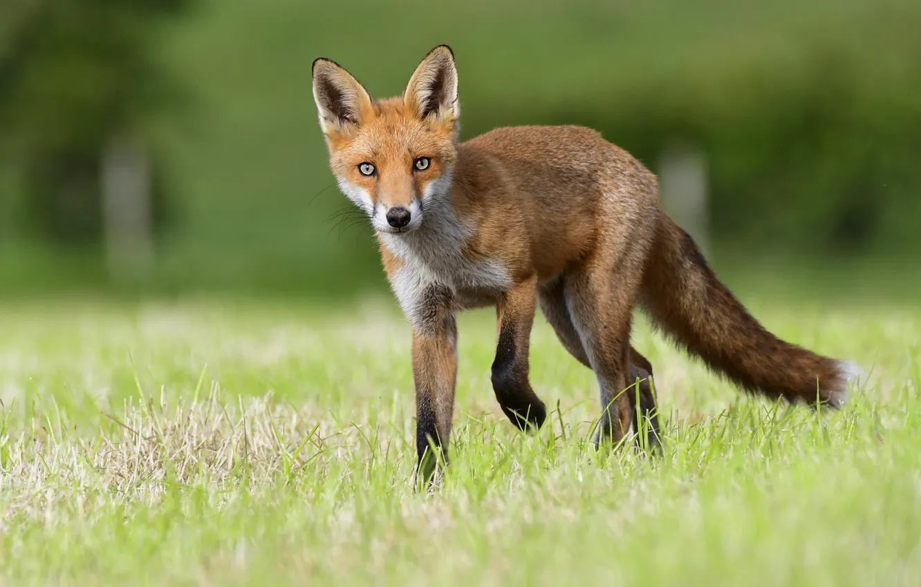 Поляна лисица. Ходьба лисы. Fox Walking trot.