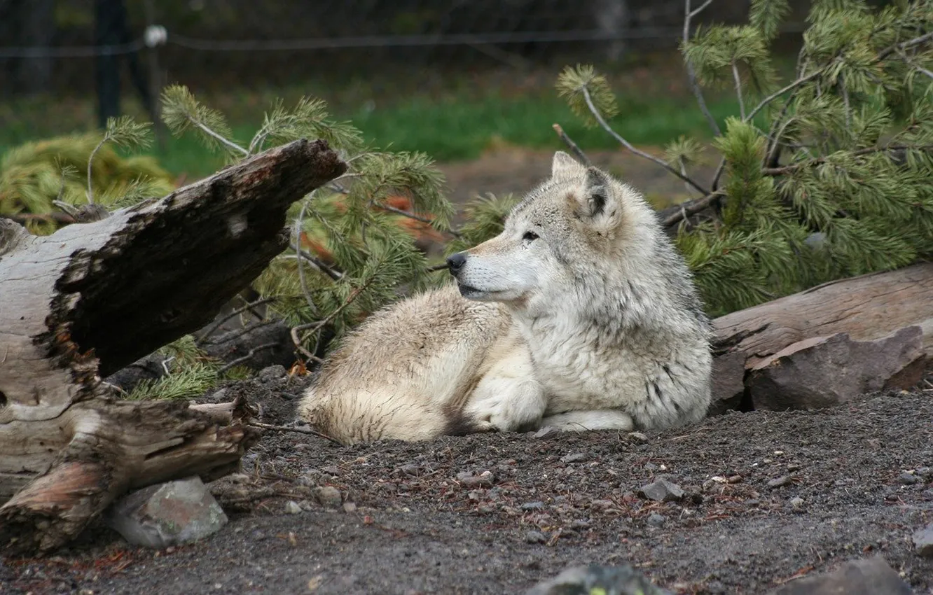 Фото обои nature, predator, animal, wolf, wildlife, portrait, portrait., Canis lupus. face
