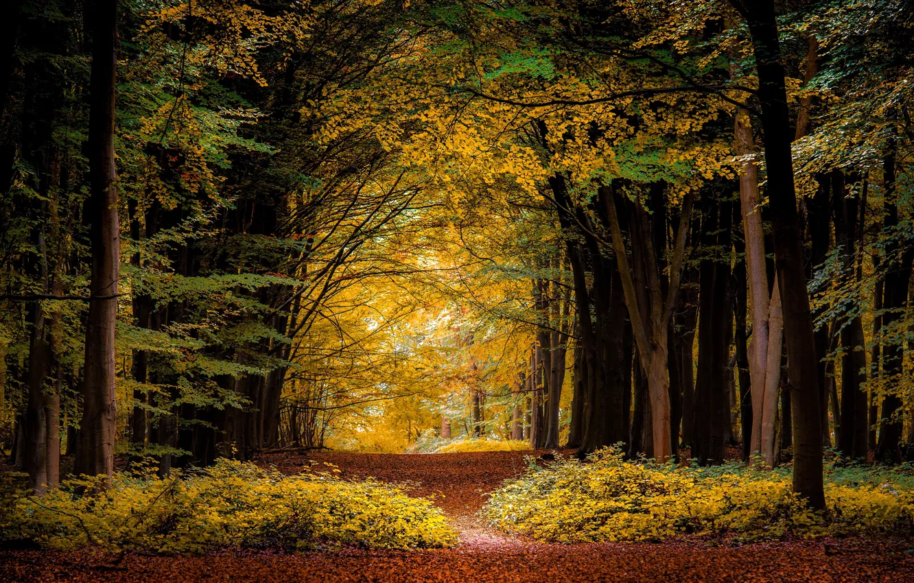 Фото обои осень, лес, деревья, ветки, желтая листва