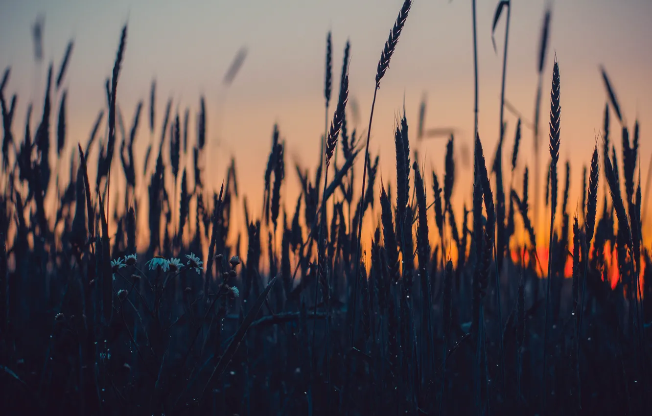 Фото обои поле, трава, закат, природа, растение, вечер, колоски, grass