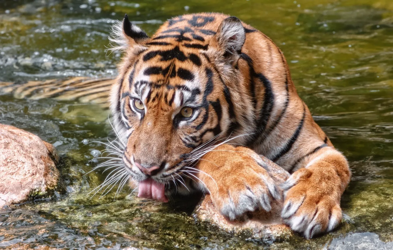 Фото обои язык, морда, вода, тигр, лапы, купание, дикая кошка