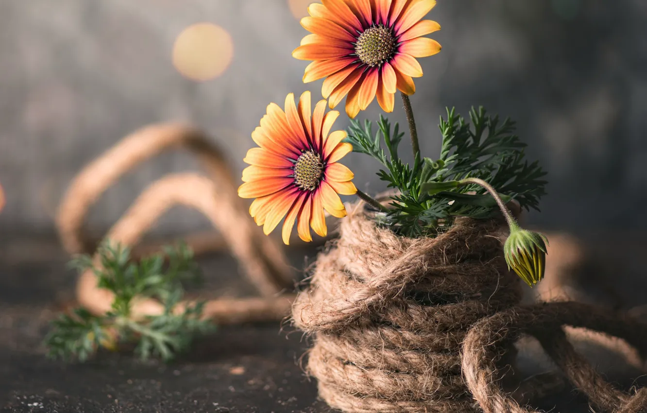Фото обои листья, цветы, бутон, верёвка, ножницы, боке