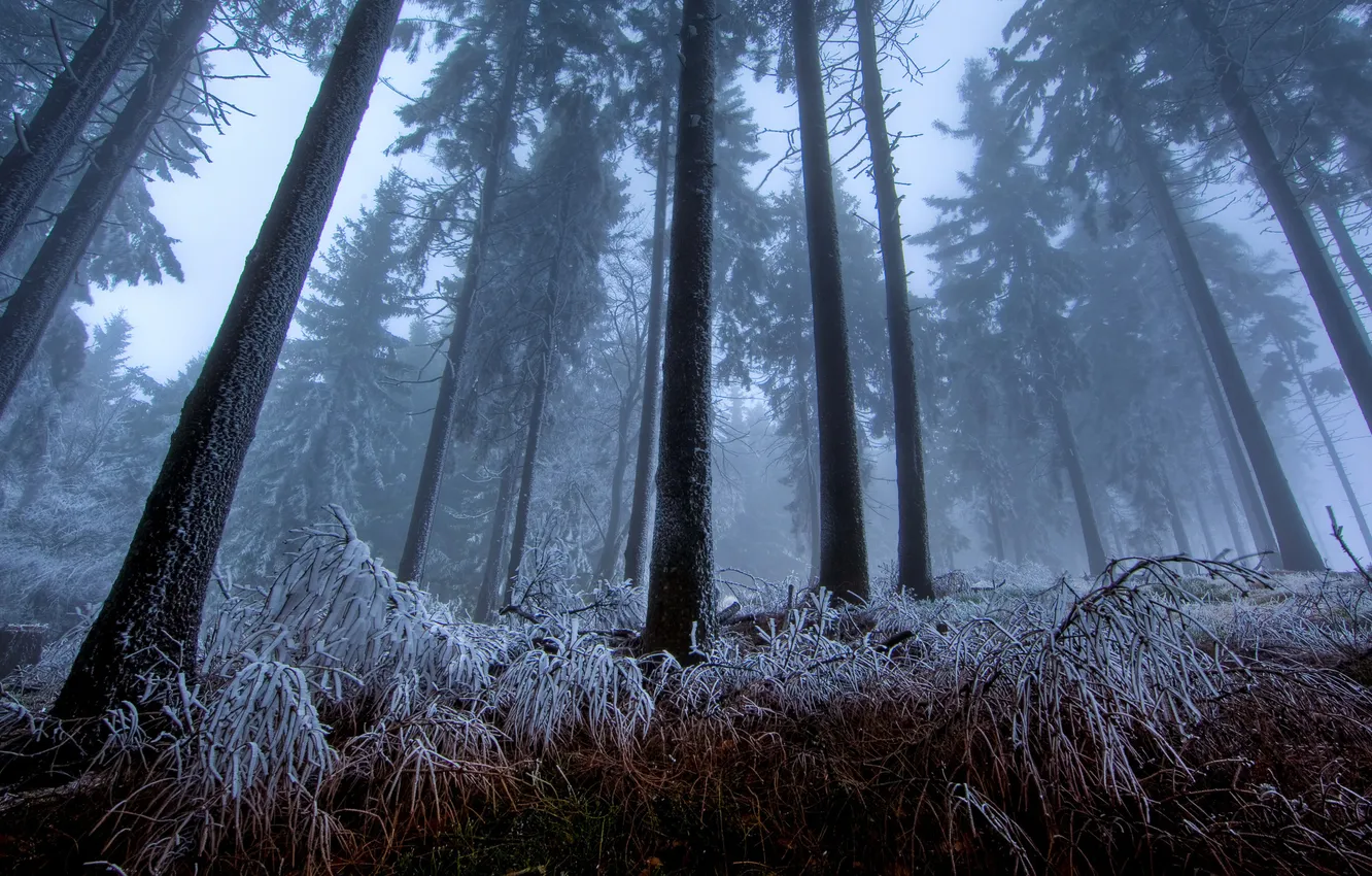 Фото обои лес, мороз, сумерки