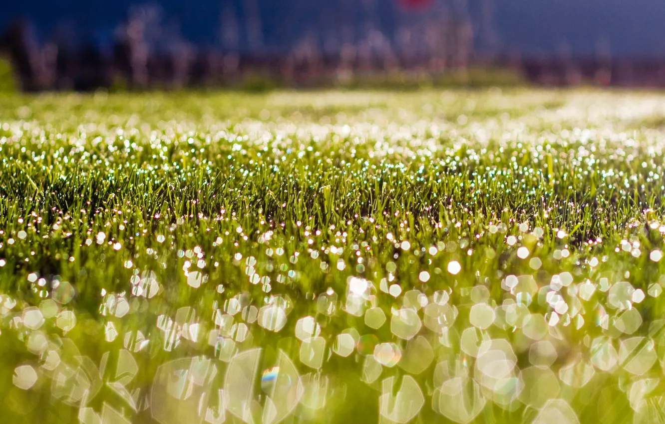 Фото обои трава, капли, макро, роса, блики