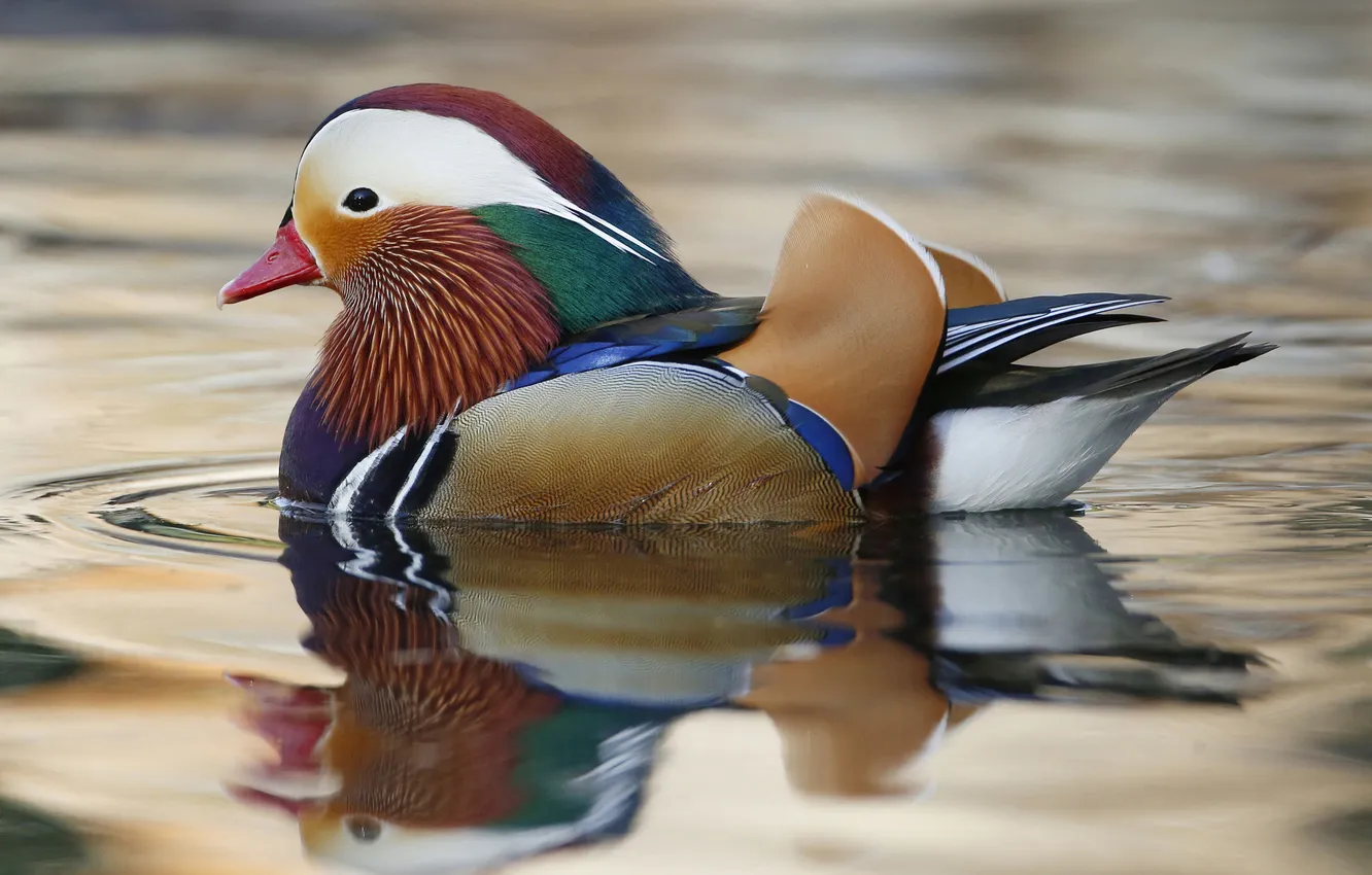 Фото обои цвет, перья, клюв, утка, водоем, мандаринка