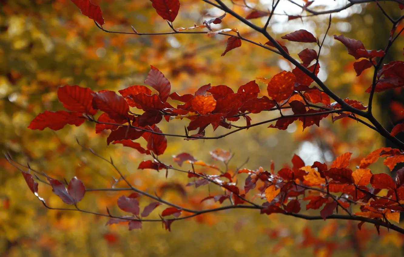 Фото обои осень, листья, дерево, ветка, красные