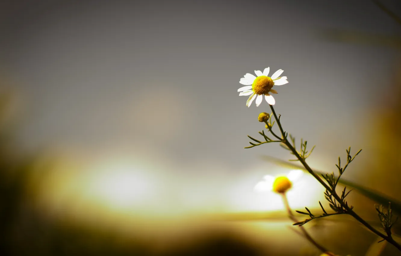 Фото обои цветок, цветы, фон, widescreen, обои, размытие, ромашка, wallpaper