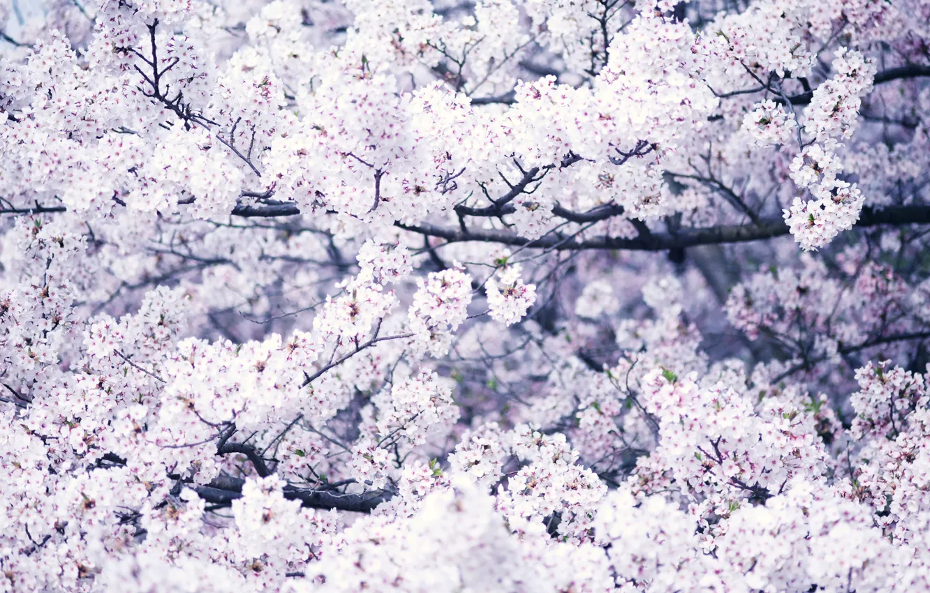 Фото обои дерево, весна, цветение