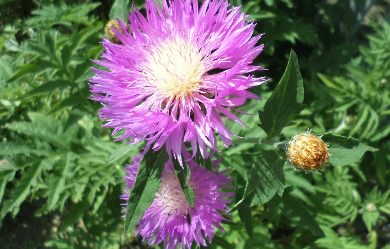 Фото обои цветы, июнь, летнее, Амбербоа