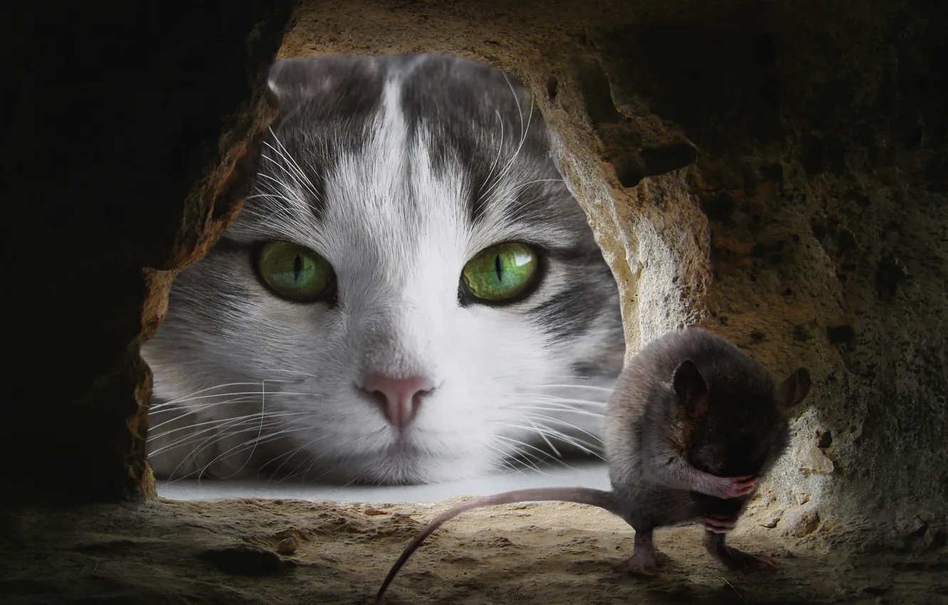 Фото обои кошка, глаза, кот, взгляд, морда, поза, страх, коллаж