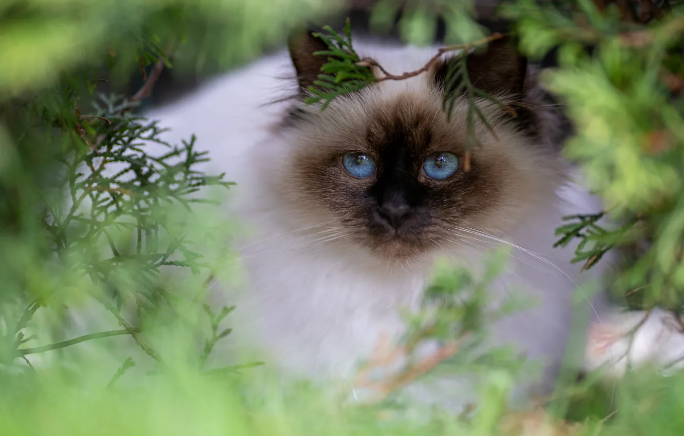 Фото обои кошка, кот, взгляд, ветки, поза, портрет, мордочка, голубые глаза