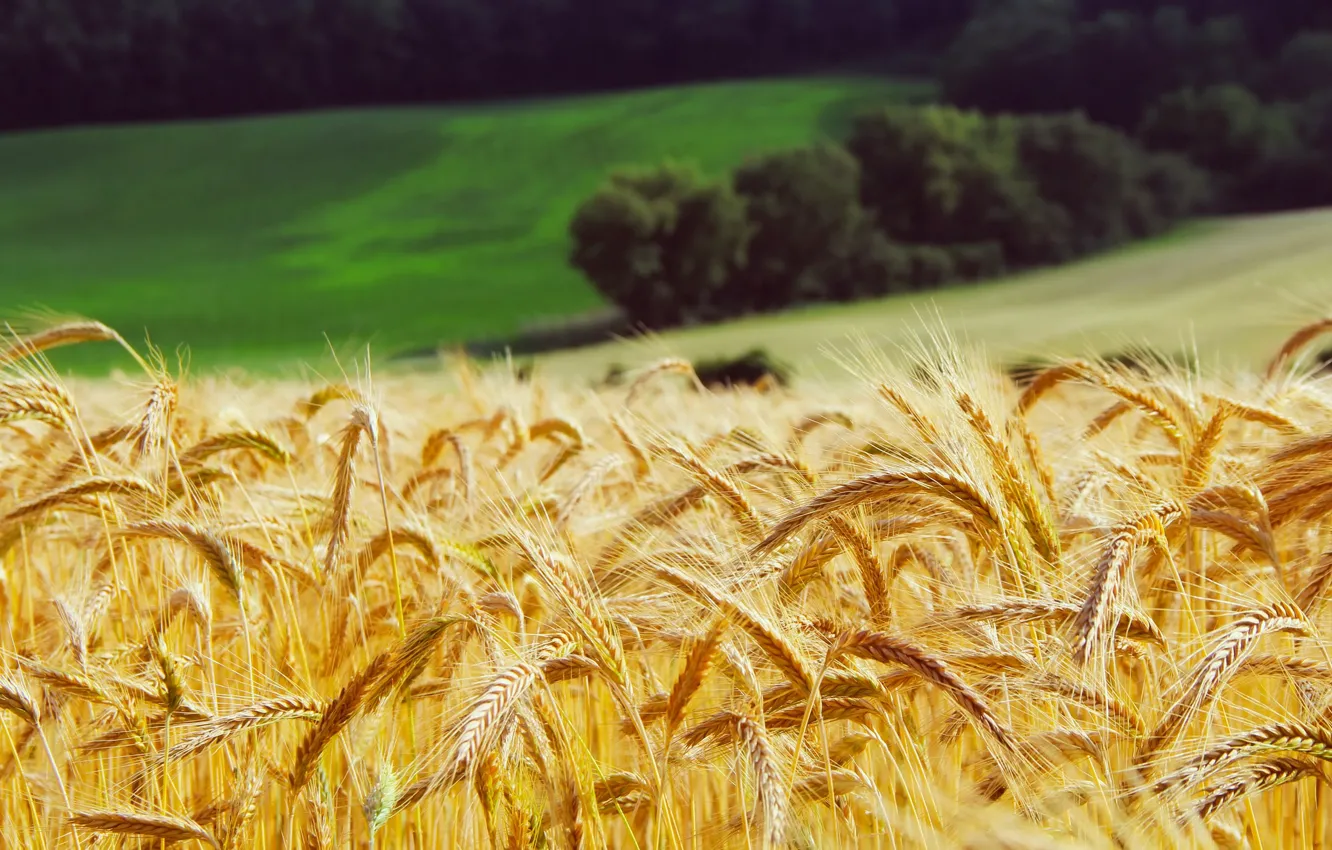 Фото обои пшеница, поле, лес, трава, желтые, луг, колосья