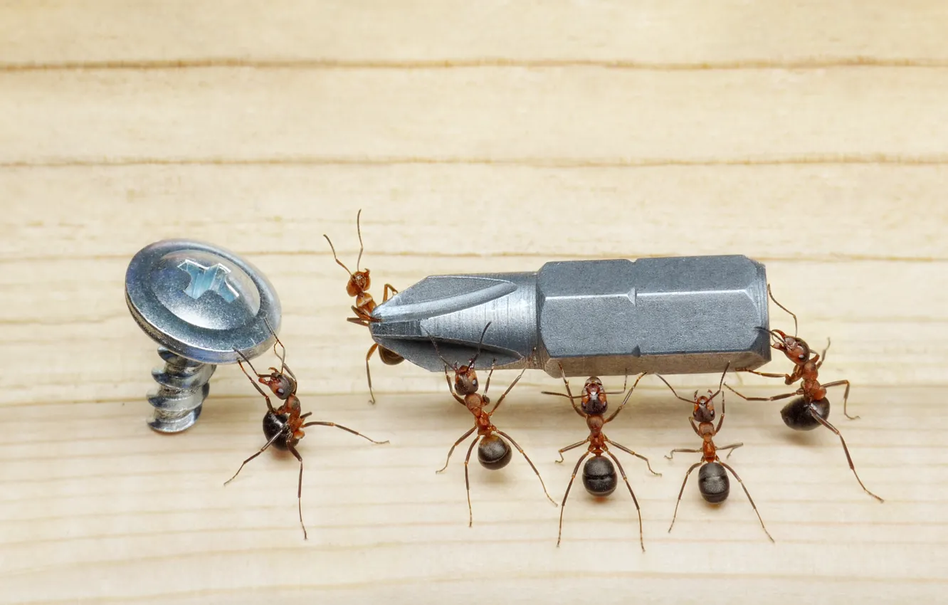 Фото обои макро, насекомые, ситуация, муравьи, пол, отвертка, шуруп, обои от lolita777