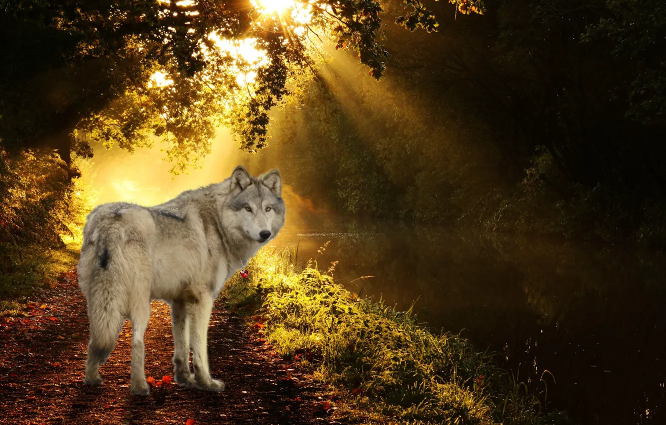 Фото обои nature, predator, animal, wolf, wildlife, portrait., Canis lupus.dark wood