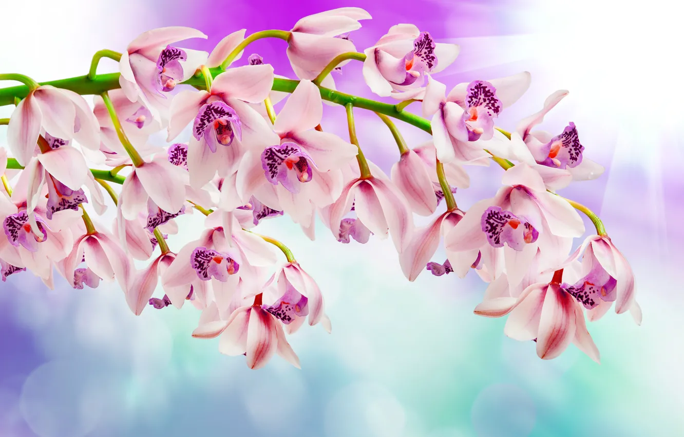 Фото обои орхидеи, цветение, Orchid