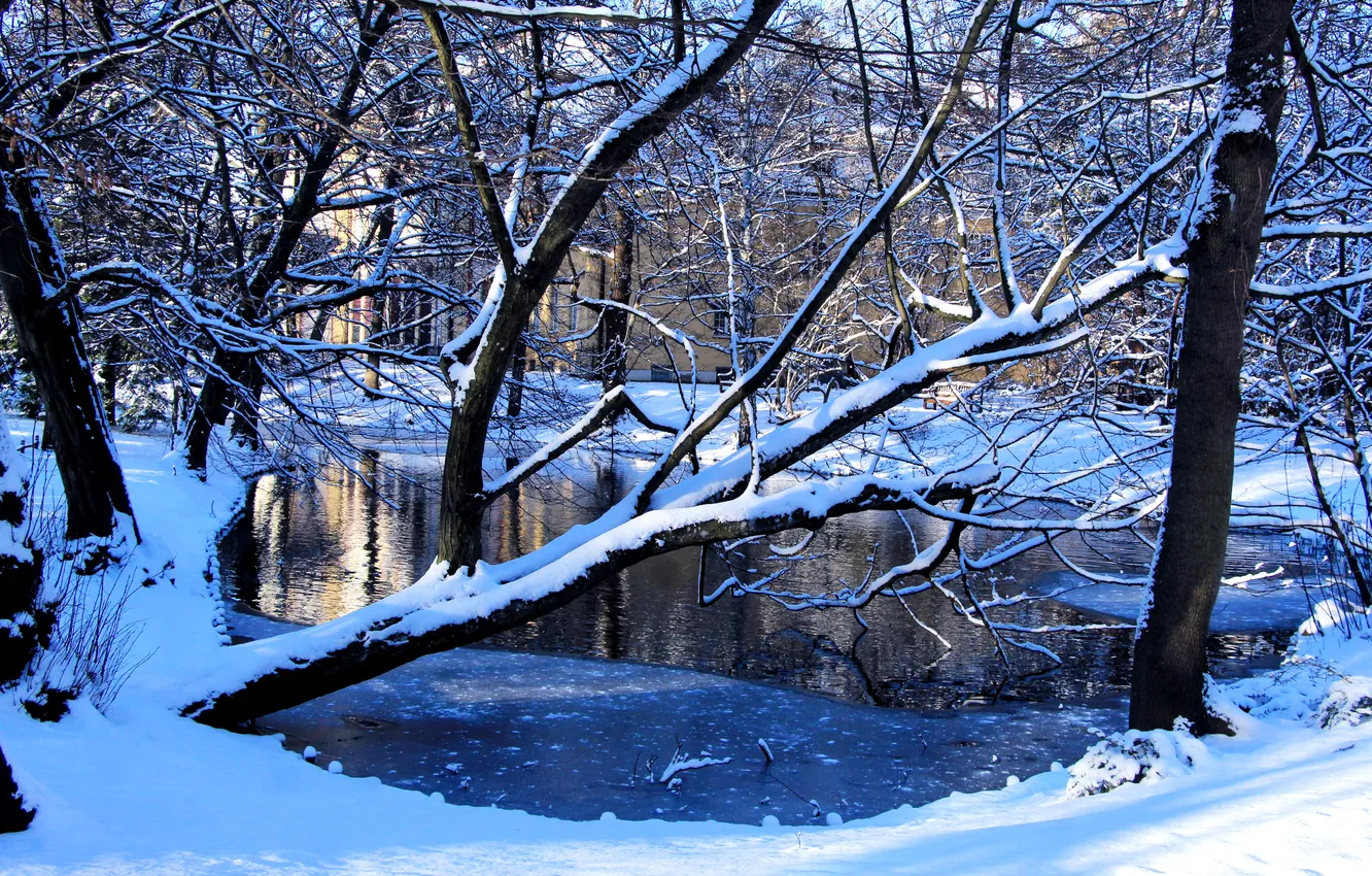 Фото обои trees, park, winter, snow, pond