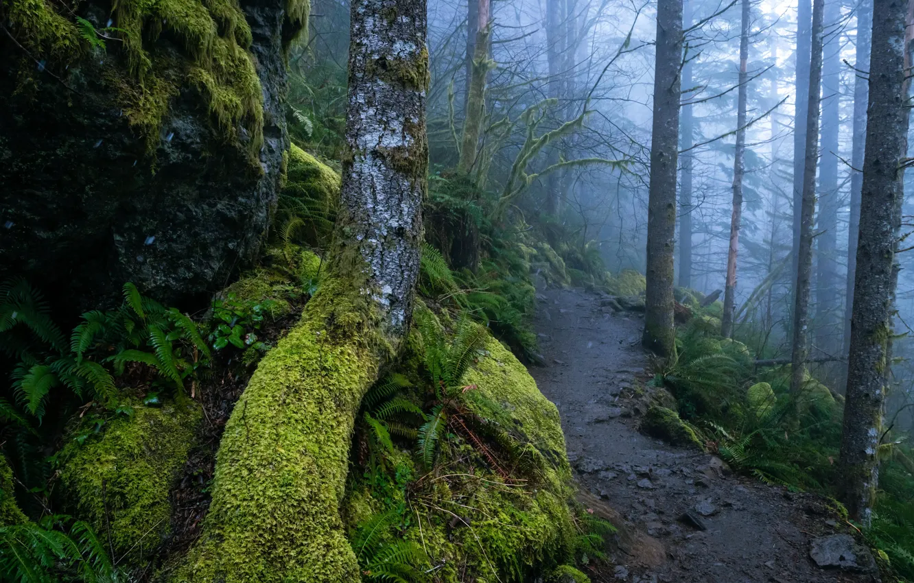Фото обои лес, деревья, природа, туман, мох, тропинка